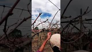 New tricks for grapes harvesting#shorts#farming#jugaad#viral#technology#technique#grapes#tricks