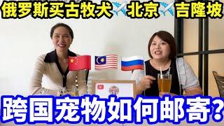 【海外生活】跨国宠物如何邮寄？️国际家庭在吉隆坡家养狗 #podcast #马来西亚 #马来西亚分享大小事 #马来西亚华人 #海外移住 #马来西亚生活 #海外生活 #熱門 #https #熱門