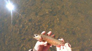 Winter Fly Fishing for Native Trout in Missouri