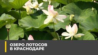 Озеро Лотосов в Краснодаре