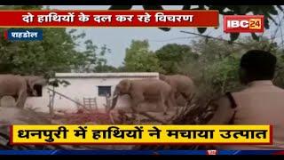 Shahdol Elephant Attack : हाथियों का दल मचा रहा उत्पात। घर और फसल को पहुंचाया नुकसान