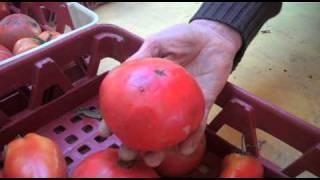 Les tomates de Peter.mov