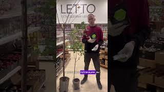 Карбамид и железный купорос осенью