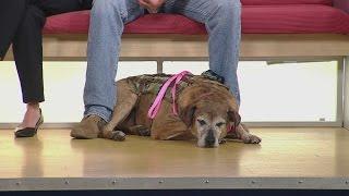 Interview: Jim Stanek Talks Service Dogs For Vets, Project Delta Of MN