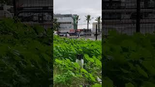 Stray cat meowing Meow  Funny cats  Cute pets