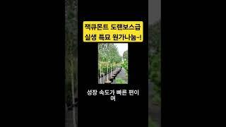 (수량마감)잭큐몬트 하얀 자작나무 초특가이벤트 가격실화?? #잭큐몬티 #자작나무 #garden #gardening #farming #plants #가드닝