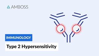 Antibody-Dependent Cell-Mediated Cytotoxicity: Type II Hypersensitivity Reaction