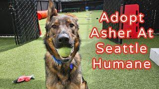 Adopt Asher At Seattle Humane