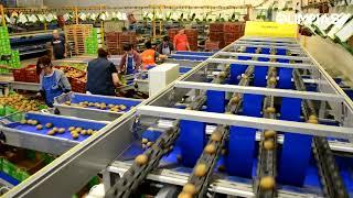 OLIMPIAS S.A. | Sorting and Packing line for kiwis. Γραμμή ταξινόμησης - συσκευασίας  για ακτινίδια.