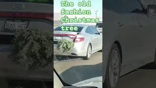 The old fashion way. Real tree or fake tree?