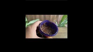 Homemade cadbury lickables | With best crunchy alternative | Bhavya Gupta #shorts
