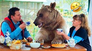 Funny Bears Funniest Animals Videos  | 5 Minutes Best Videos | Bear Attack | Polar Bear