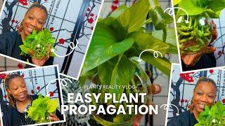 Easy Plant Propagation for Newbies: Grow your own plants for free!