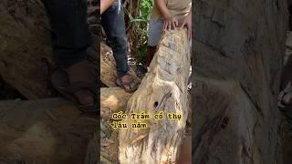 Gốc Dó bầu ( Trầm Hương ) cổ thụ #tramkymittoden #vietnamagarwood #tramhuongtunhien #shorviralvideo