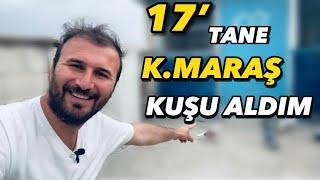 K.MARAŞTAN 17’TANE İDDALI KUŞ ALDIM ! Bunlar fena