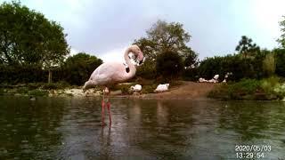 Flamingo behaviour #1 - Feeding & preening