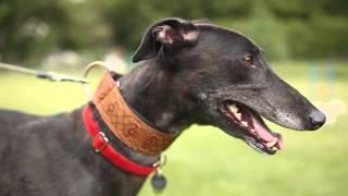 Myths & Misconceptions : Greyhound & Lurchers