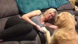 Adorable Dog Demands Attention From Owner