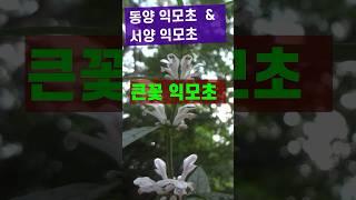 송장풀: 익모초 중 큰꽃익모초,  활성성분은 익모초와 비슷