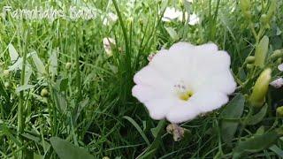 Wild White Flower Top Of The Grass [ FarmHand Bans ]