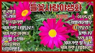 메리크리스마스! 성탄절에 꽃구경 #목마가렛더블딥로즈 #목마가렛마젠타 #영국앵초 #골든벨수선화 #로드리아 #수입시클라멘 #프릴시클라멘 #이와우찌와 #앵초 #이사도라 #동백나무