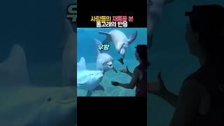 사람들의 재롱을 본 돌고래의 반응 #동물 #돌고래