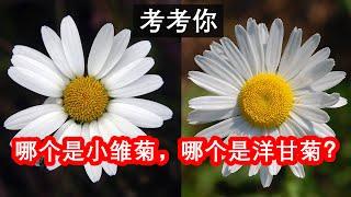 小雏菊和洋甘菊，傻傻分不清？到底有哪些区别？