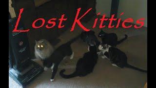 Lost Kitties  (A dedication to my lost kitty cat family)