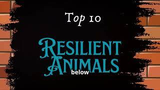  Top 10 Most Resilient Animals in the World  Nature’s Toughest Survivors!  