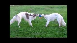 BORZOIS AT PLAY RUSSIAN WOLFHOUNDS