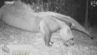 Anteater vs Jaguar