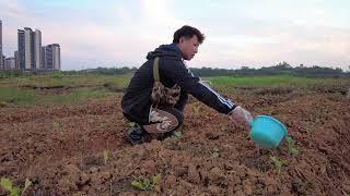 給菜地施雞糞肥，順便噴了農藥，開心農場:隔壁夫妻鬥嘴真是太好玩了【我是杰少】