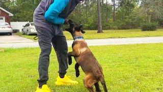 How To Stop  Puppy Aggressive Nipping With Teething Belgian Malinois Puppy..