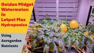 Watermelon in LetPot Max hydroponics systems, Pollination tips, Aerogarden nutrients, Golden Midget