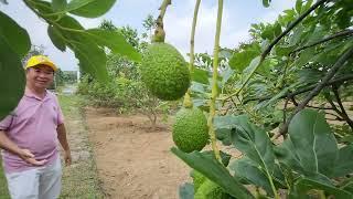 PANEN!!!ALPUKAT HASS ,SAB 034 , RED VIETNAM ,KEBUN RB PUNCAK,BOGOR