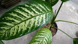 7 Types Of Dieffenbachia With Names