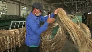 HOW MAKE TO FIBER OF JUTE.Jute is also called the golden fiber for its color and high cash value.