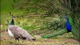 NATIONAL BIRDS PEACOCK राष्ट्रीय पक्षी मोर की मधुर आवाज mor ki madhur aawaj.......।