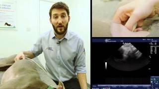 IMV imaging Small Animal Advanced Abdominal Ultrasound Video 4 – Right Adrenal Gland