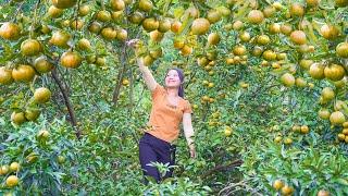 Harvest Many Tangerines To Bring Back To The Countryside Market To Sell... A Farm Life Harvesting