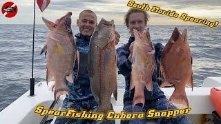 Spearfishing South Florida For Cubera Snapper! Ep. 27