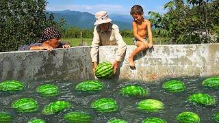 AZERBAIJAN Watermelon Farm - World's Most Tasty Watermelon Ice Cream