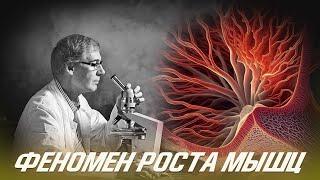 Научный Феномен Роста Мышц Перекрестная адаптация