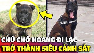 Chú chó hoang ĐI LẠC và bất ngờ trở thành một VIÊN CẢNH SÁT xuất sắc  | Gâu Đần