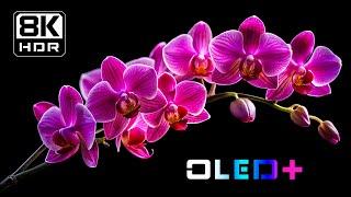 BEST OF OLED - Orchid Bloom Charmingly in 8K HDR | Dolby Vision™