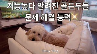 믿기지 않는 골든두들 문제해결 능력