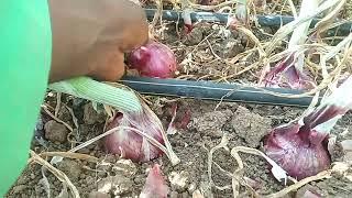 HOW TO BECOME A SUCCESSFUL ONION FARMER