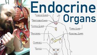 Endocrine Organs - BEST Way to Learn All the Endocrine Organs and What They Do