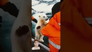  #animals #oceanrescue #polarbear #oceandiscovery #cute #nature #nkvlogs