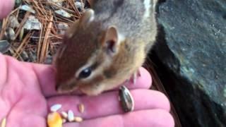 Handfeeding A Wild Chipmunk